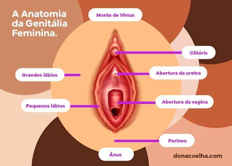 ilustração da genitália feminina 